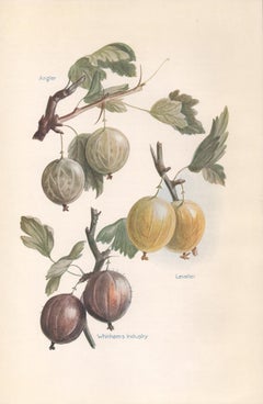 Gooseberries, English antique botanical fruit food chromolithograph print, 1924