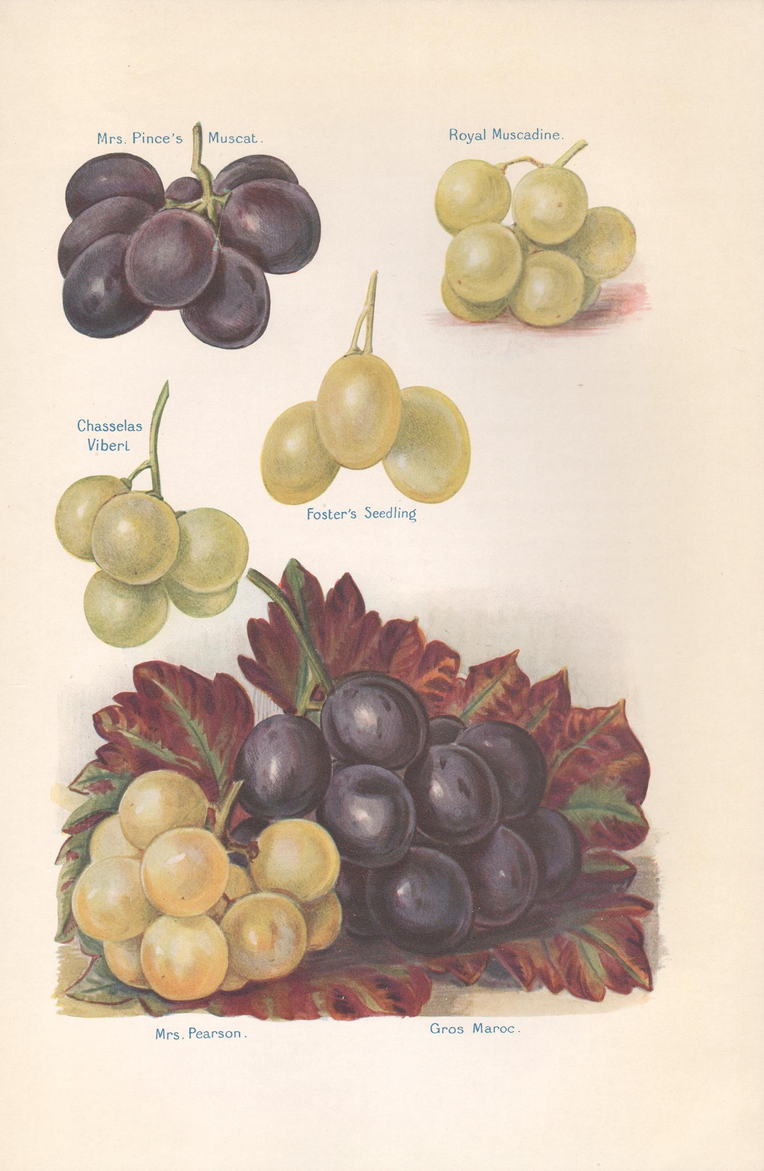 Grapes, estampe chromolithographie anglaise ancienne de fruits botaniques, 1924