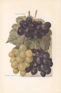 Grapes, English antique botanical fruit food chromolithograph print, 1924