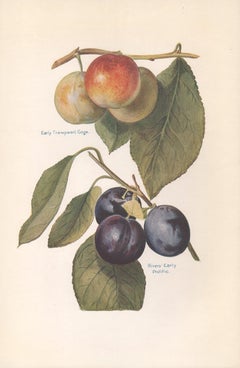 Greengages & Plums, English antique botanical fruit chromolithograph print, 1924