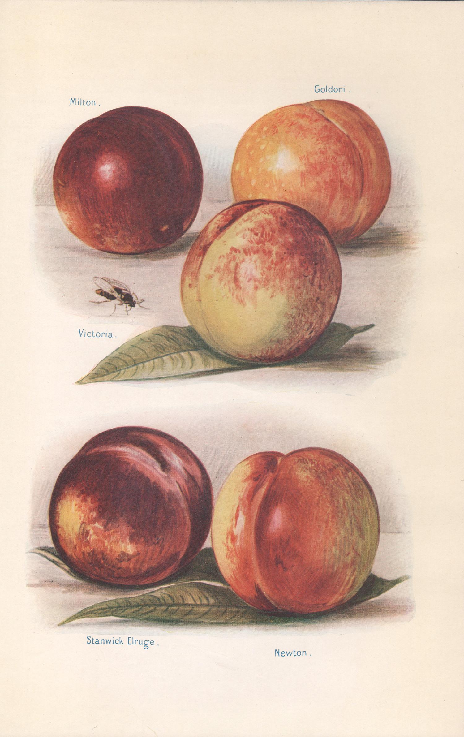 Still-Life Print May Rivers - Nectarines, impression chromolithographie anglaise ancienne de fruits et légumes botaniques, 1924