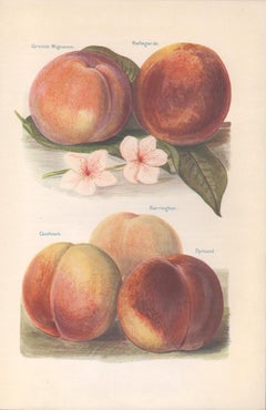 Peaches, English antique botanical fruit food chromolithograph print, 1924