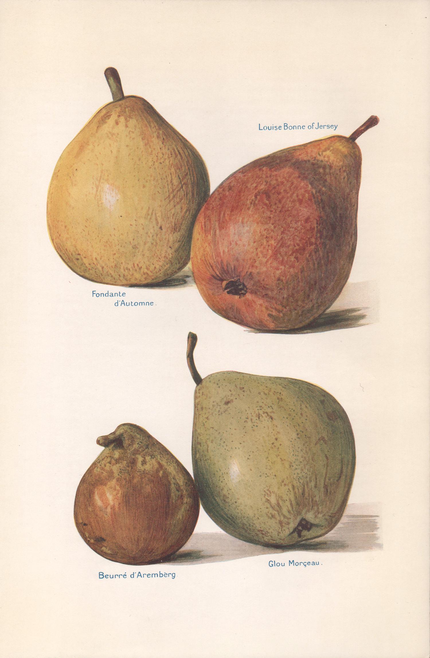 May Rivers Print - Pears, English antique botanical fruit food chromolithograph print, 1924