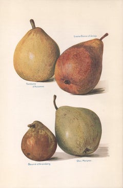 Pears, English antique botanical fruit food chromolithograph print, 1924