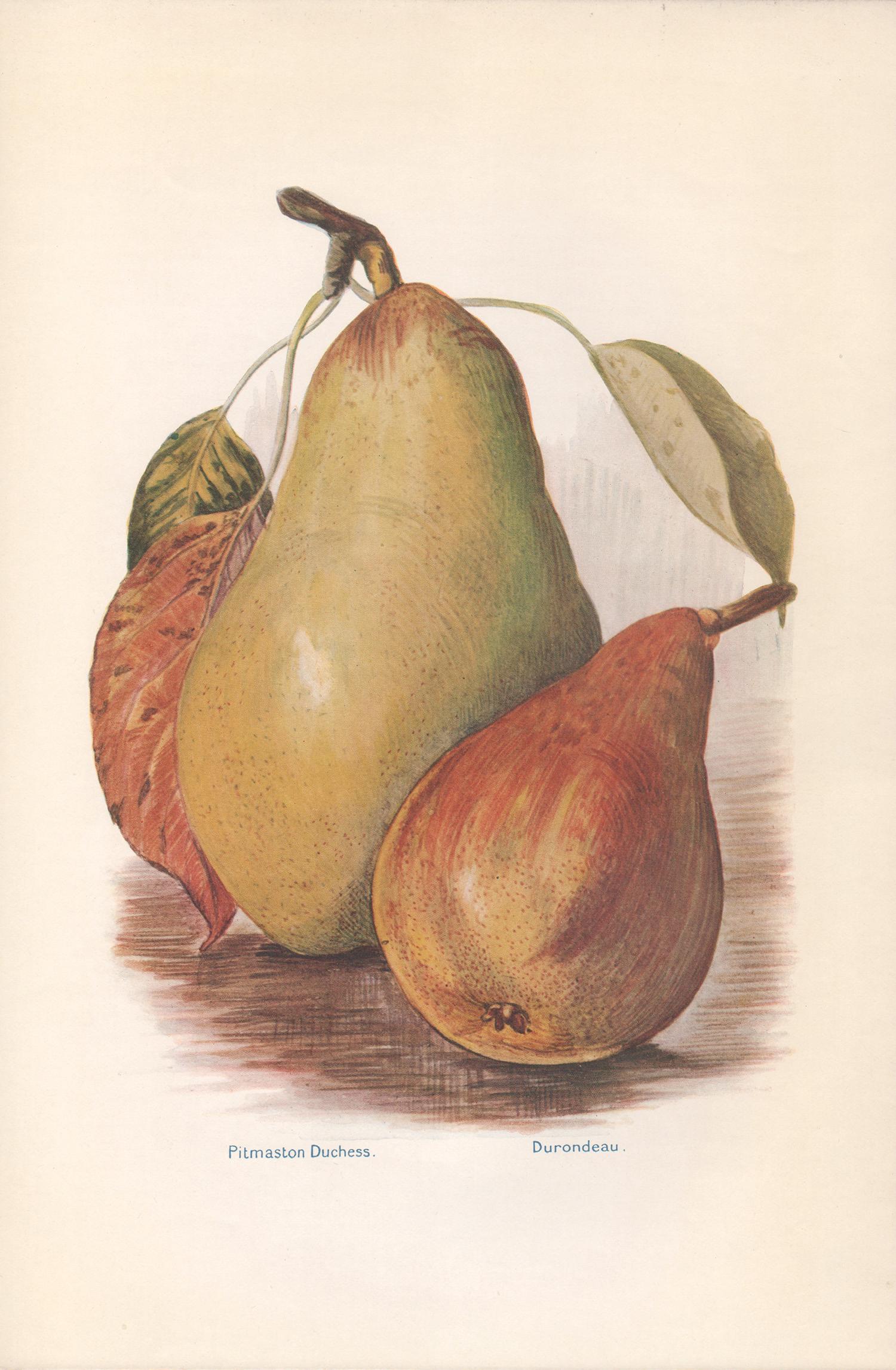 May Rivers Still-Life Print - Pears, English antique botanical fruit food chromolithograph print, 1924