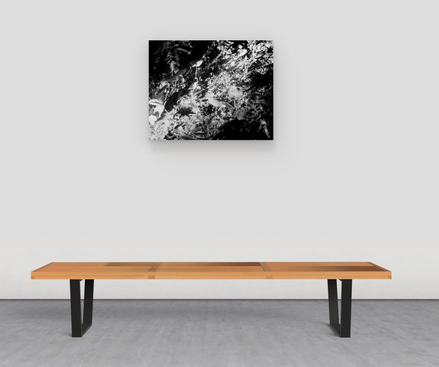 Tamtamsisok - Black and White Archival Inkjet Print Forest Leaves Light, 2023 - Photograph by Maya Tihtiyas Attean