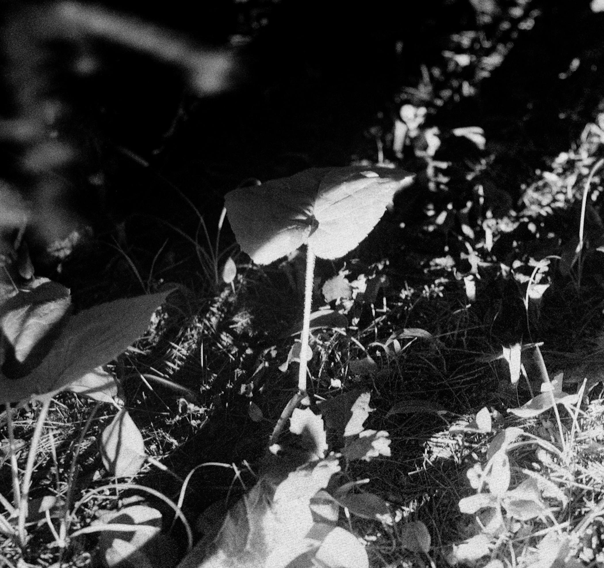 Contemporary archival inkjet print of dappled light and shadows on plants in a forest. Edition of 5. Available unframed, please inquire for mounting or framing estimates.

Maya Tihtiyas Attean is a Wabanaki artist raised on the Penobscot Reservation