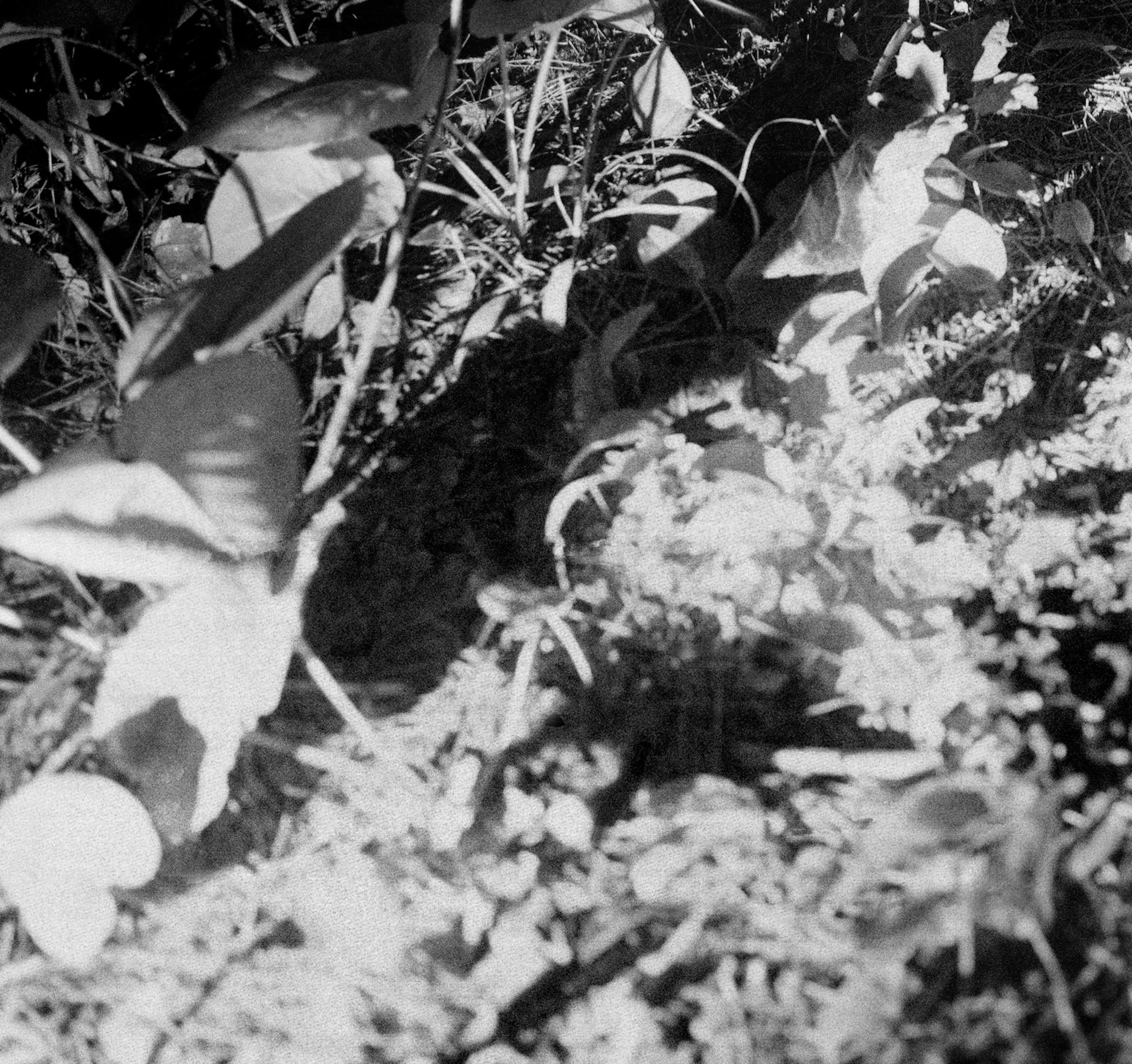 Tamtamsisok - Black and White Archival Inkjet Print Forest Leaves Light, 2023 For Sale 2