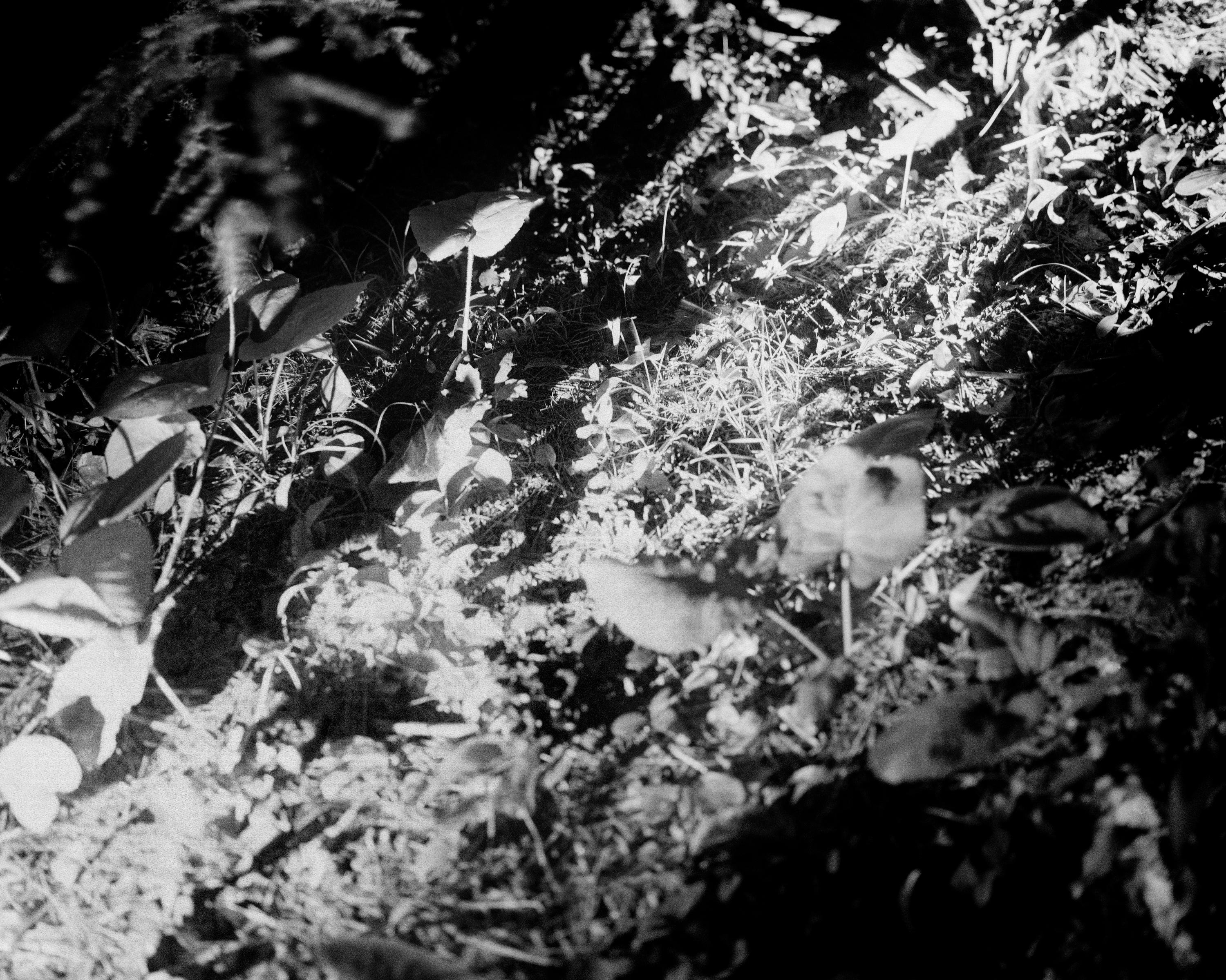 Maya Tihtiyas Attean Black and White Photograph - Tamtamsisok - Black and White Archival Inkjet Print Forest Leaves Light, 2023