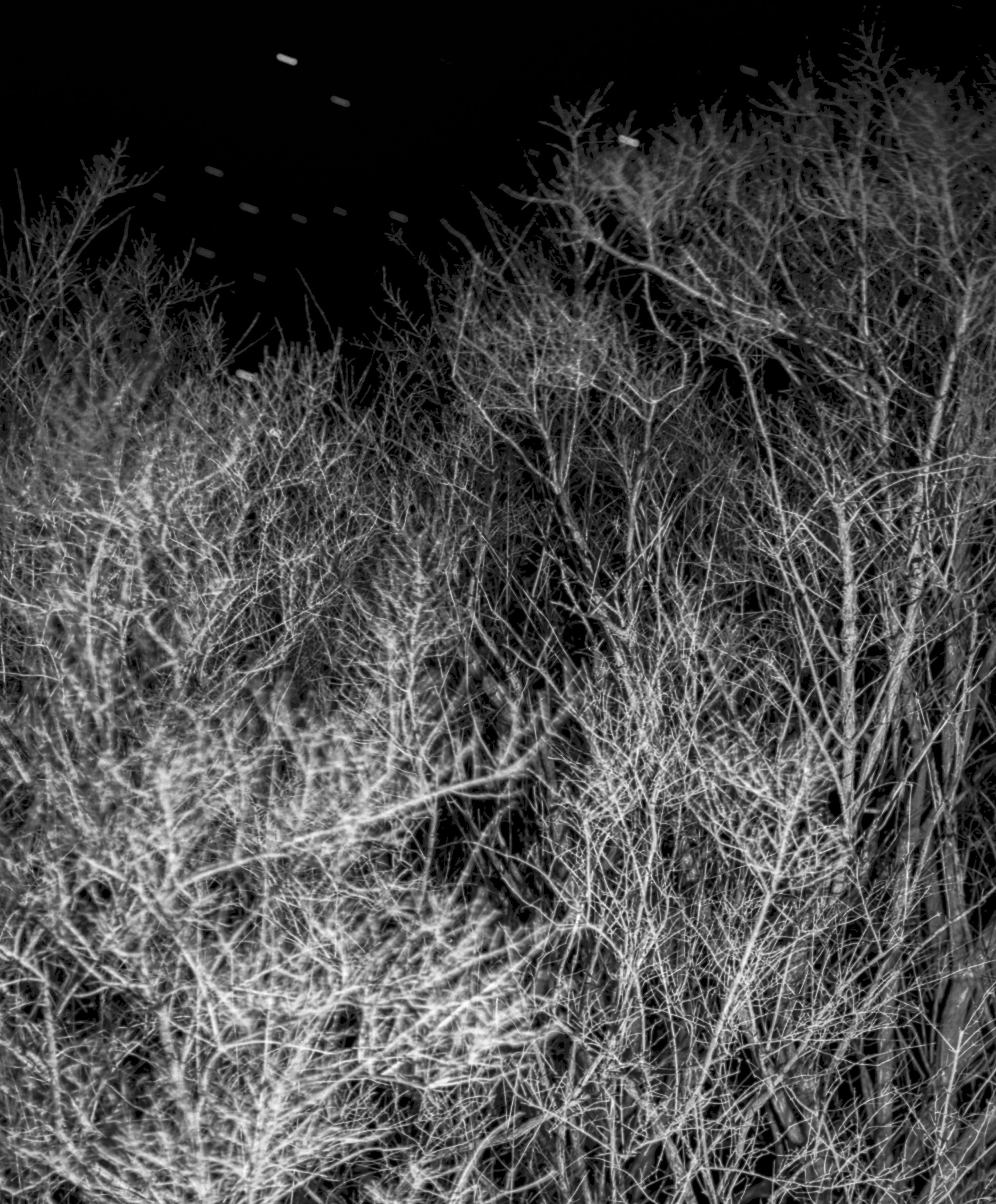 That Good Night - Archival Inkjet Print Stars Dark Starry Sky Forest Trees, 2025 - Black Black and White Photograph by Maya Tihtiyas Attean