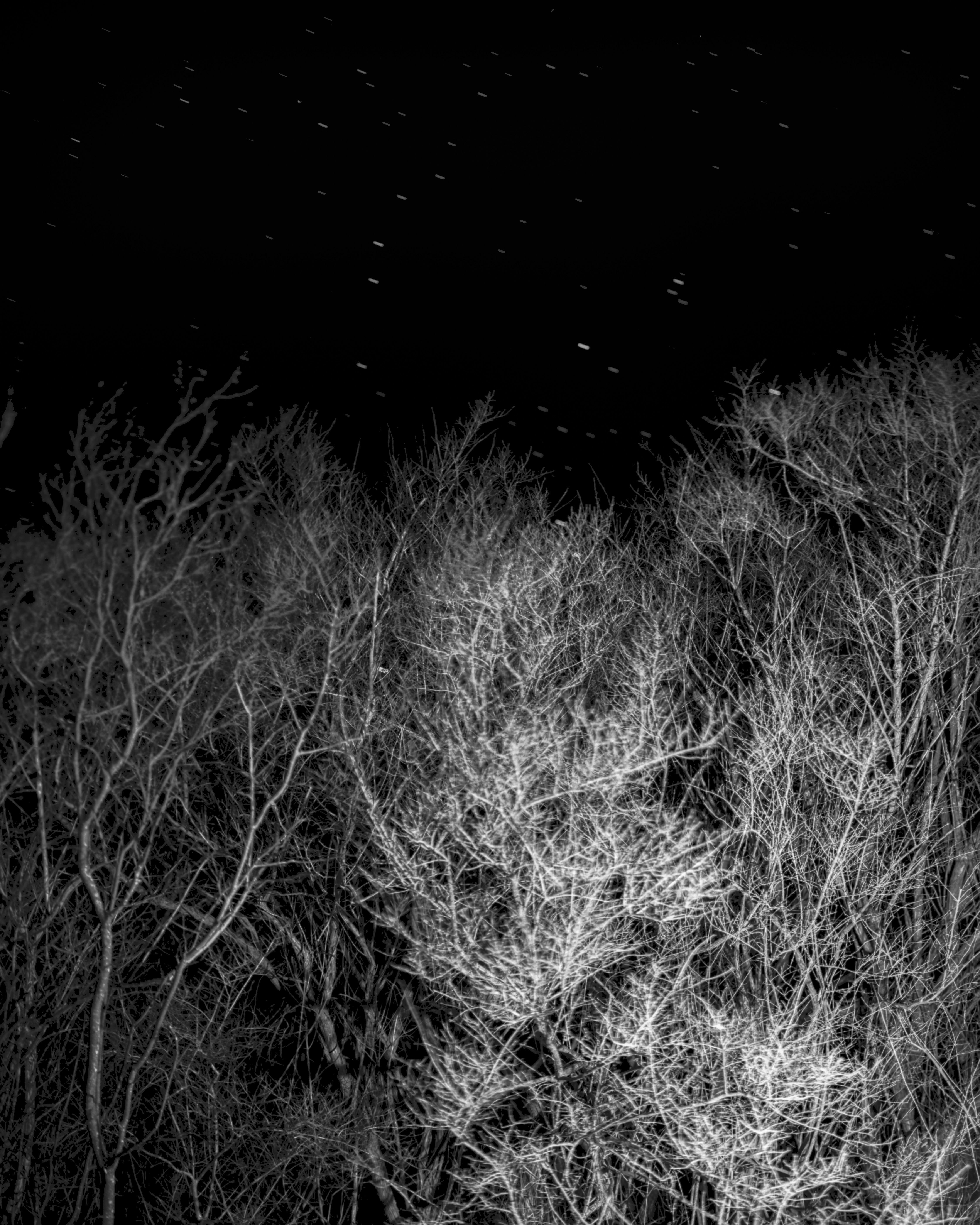 Maya Tihtiyas Attean Black and White Photograph - That Good Night - Archival Inkjet Print Stars Dark Starry Sky Forest Trees, 2025