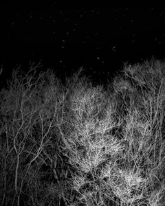 That Good Night - Archival Inkjet Print Stars Dark Starry Sky Forest Trees, 2025