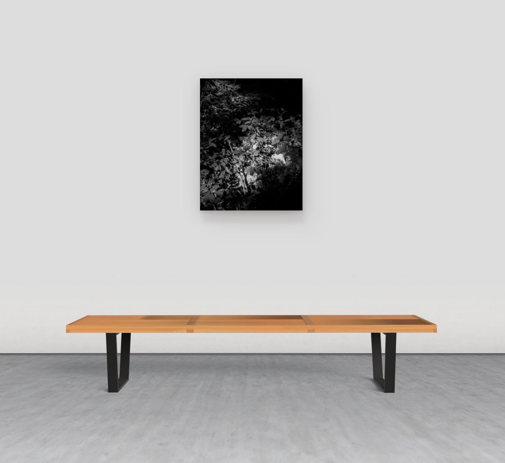 Wiphulakson - Black and White Archival Inkjet Print Plants Forest Light, 2024 - Photograph by Maya Tihtiyas Attean