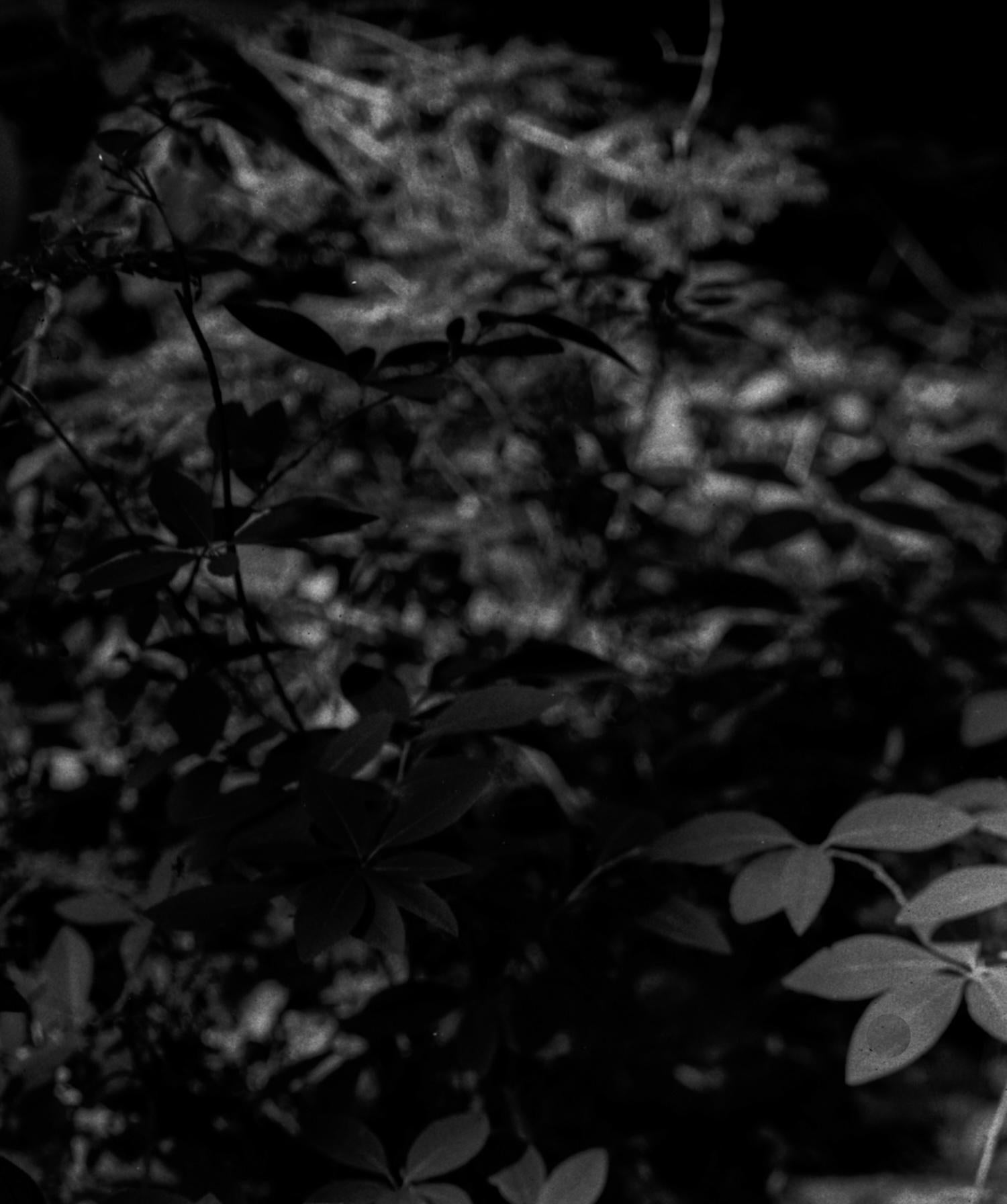 Contemporary archival inkjet print of shadows and dappled light illuminating plants in a forest. Edition of 5. Available unframed, please inquire for mounting or framing estimates.

Maya Tihtiyas Attean is a Wabanaki artist raised on the Penobscot