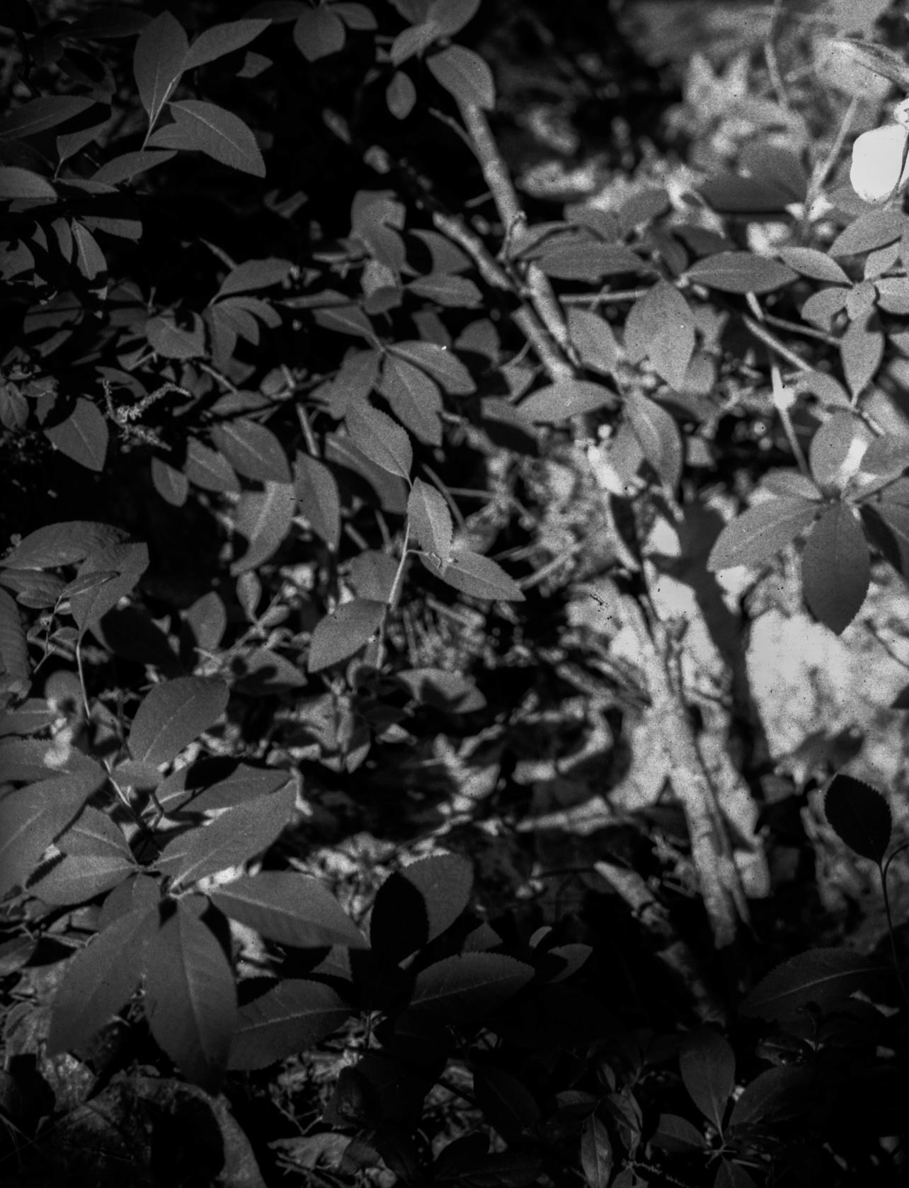 Wiphulakson - Black and White Archival Inkjet Print Plants Forest Light, 2024 For Sale 1