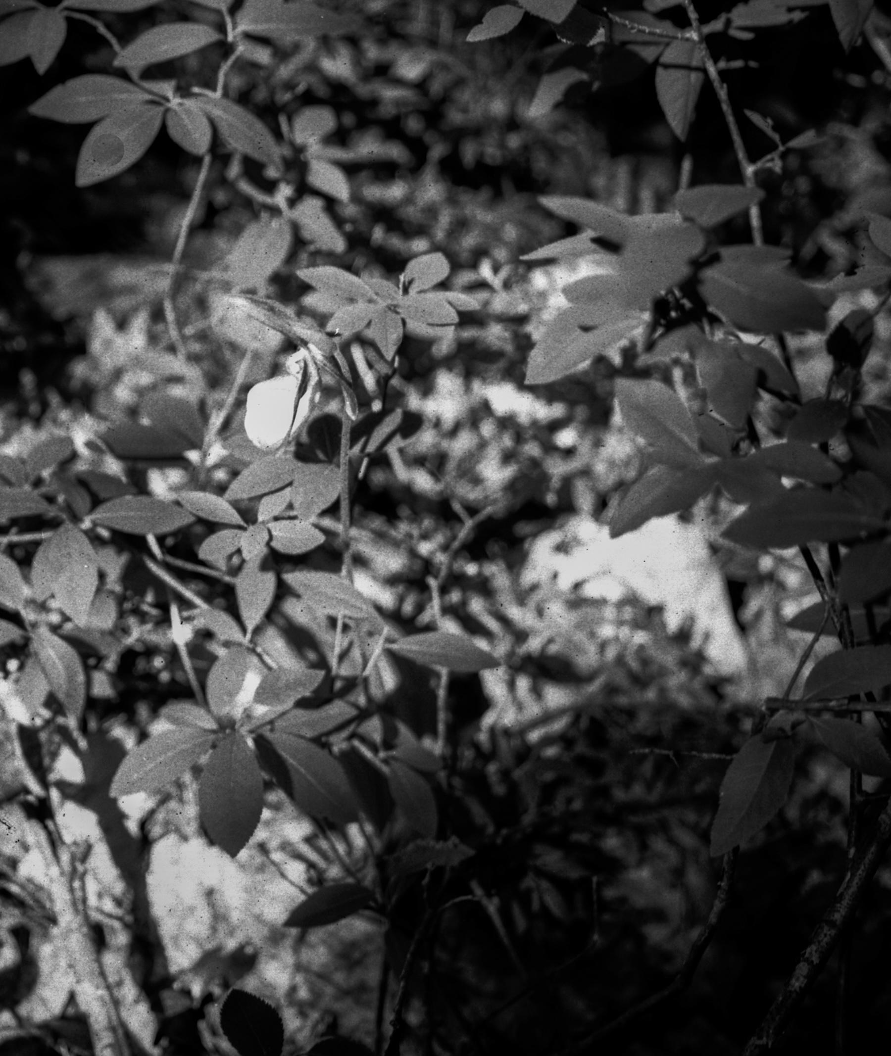Wiphulakson - Black and White Archival Inkjet Print Plants Forest Light, 2024 For Sale 2