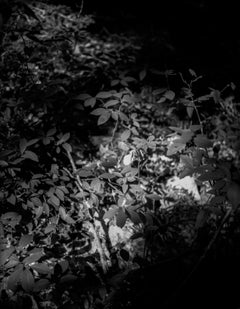 Wiphulakson - Black and White Archival Inkjet Print Plants Forest Light, 2024