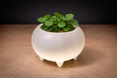 "Meche" Pot en argile peint en Whiting, Ensamble Artesano, Tonala Mexique, 2024