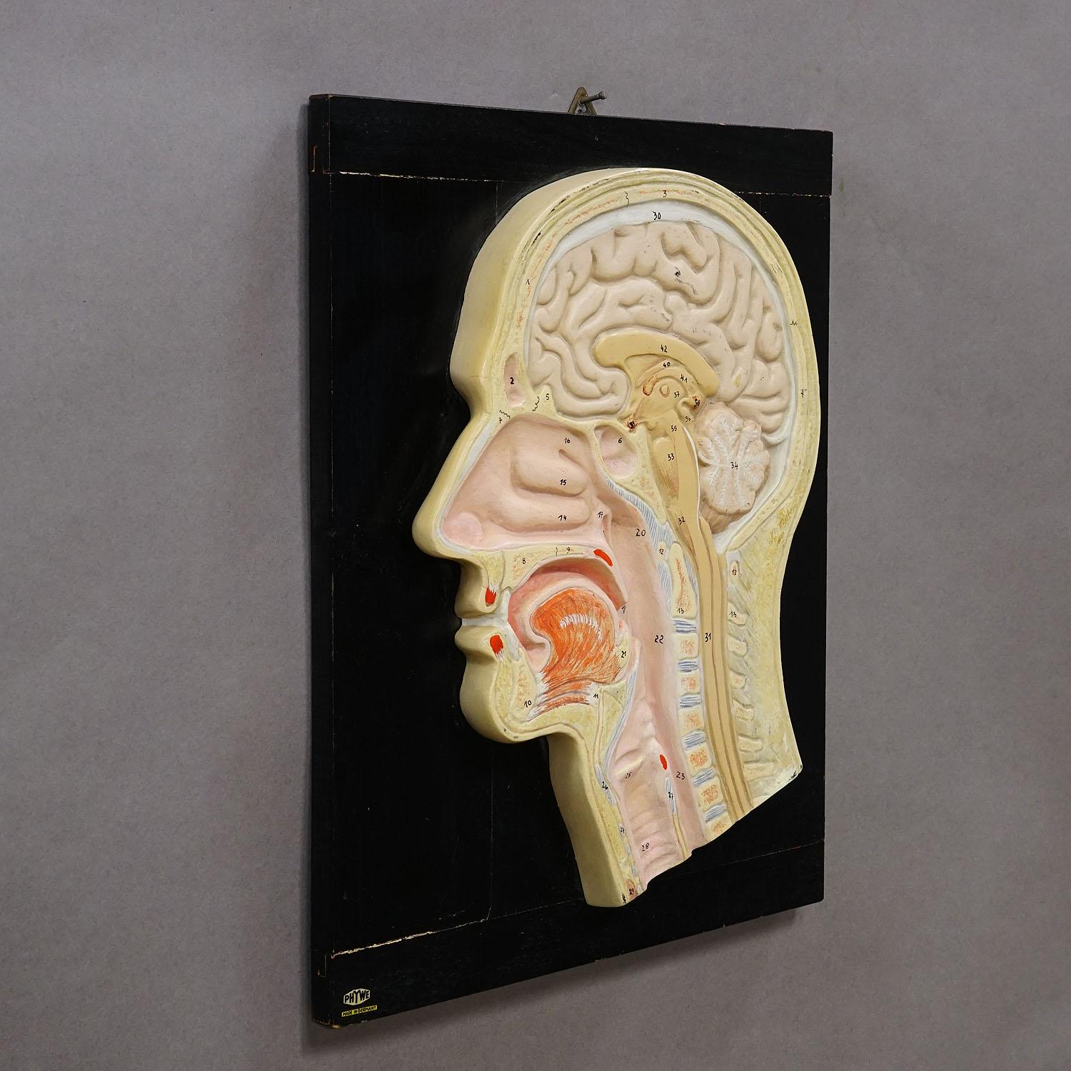 Incisione mediana della testa umana modellata da PHYWE anni '30

Un antico modello anatomico di testa umana, dipinto e inciso a mano. Una sezione mediana della testa a scopo didattico. È realizzato in legno, cartapesta e gesso, prodotto da PHYWE,