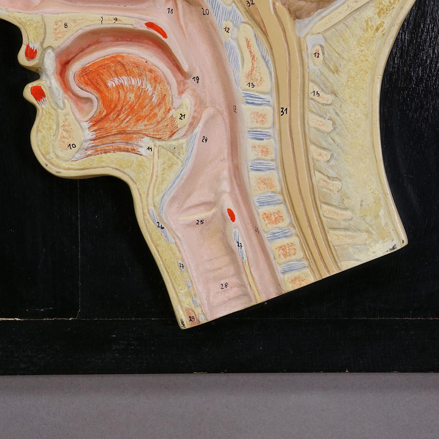 Altro Incisione mediana della testa umana modellata da PHYWE anni '30 in vendita