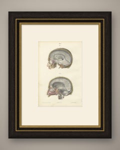 Median Sagittal Sections of the Head, Antique Hirschfeld Anatomy Print, 1866