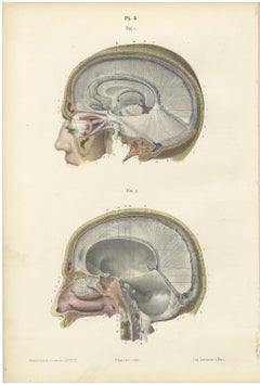 Median Sagittal Sections of the Head, Antique Hirschfeld Anatomy Print, 1866