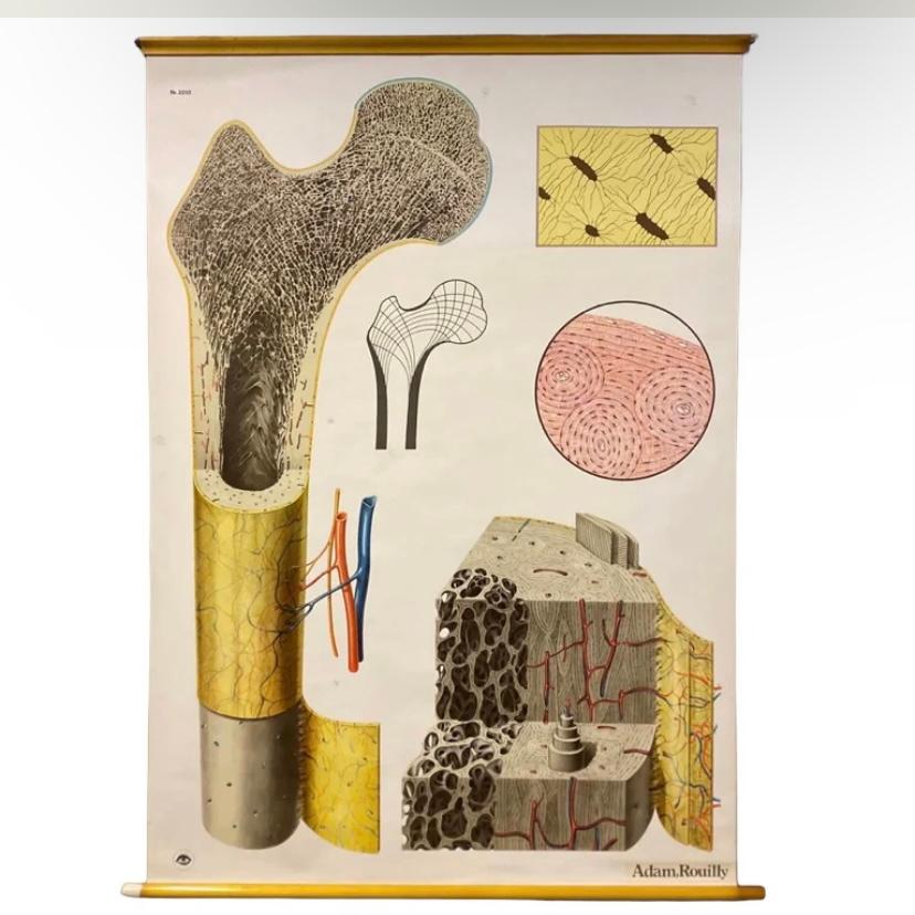 A superb vintage medical chart 1947 supplied by Adam Rouilly & Co Ltd London. Fantastic colours & illustrations of the bone structure. Comes as a roll pull down but can be framed by our in house professional framer, just ask for details. Great as a