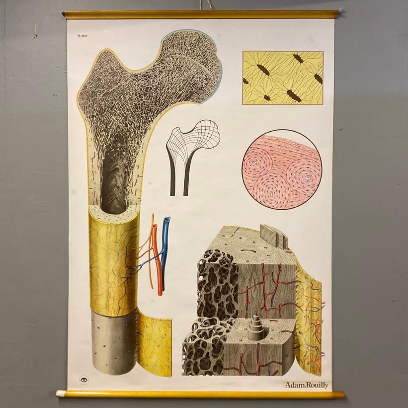 Mid-Century Modern Medical Chart Bone Structure For Sale