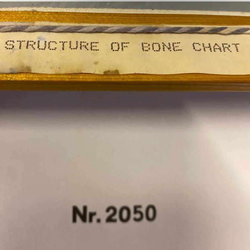 Medical Chart Bone Structure For Sale 1