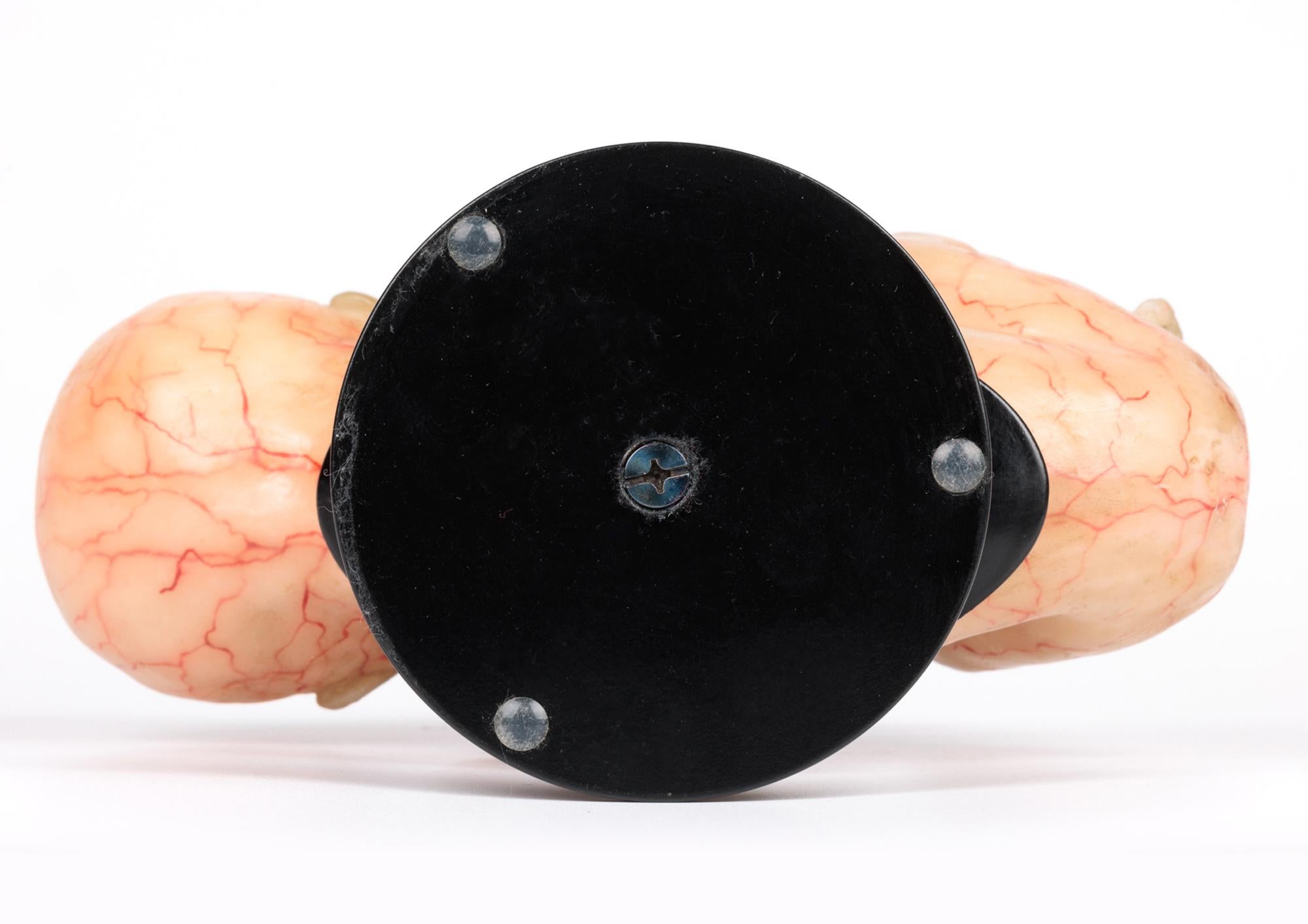 Modèle anatomique antique en cire d'une foliole d'intérêt médical en vente 6