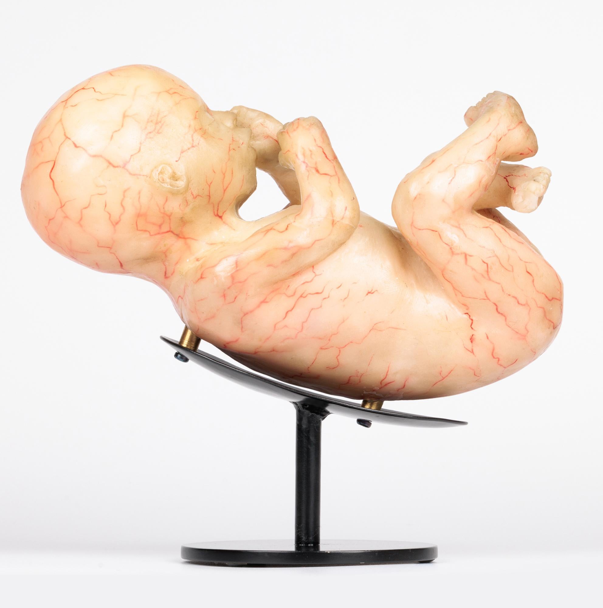 Modèle anatomique antique en cire d'une foliole d'intérêt médical en vente 7