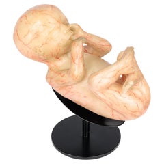 Antikes, medizinisches Interesse, Anatomisches Wachsmodell eines Foetus