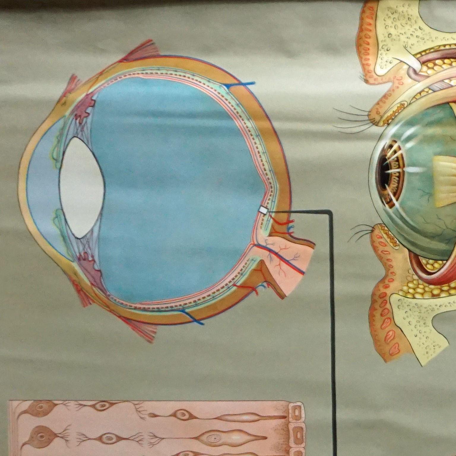 A highly detailed medical pull-down wall chart illustrating the human eye and its function. Published by Lehrmittelverlag Hagemann, Duesseldorf. Colorful print on paper reinforced with canvas.
Measurements:
Width 166,50 cm (65.55 inch)
Height 114,50