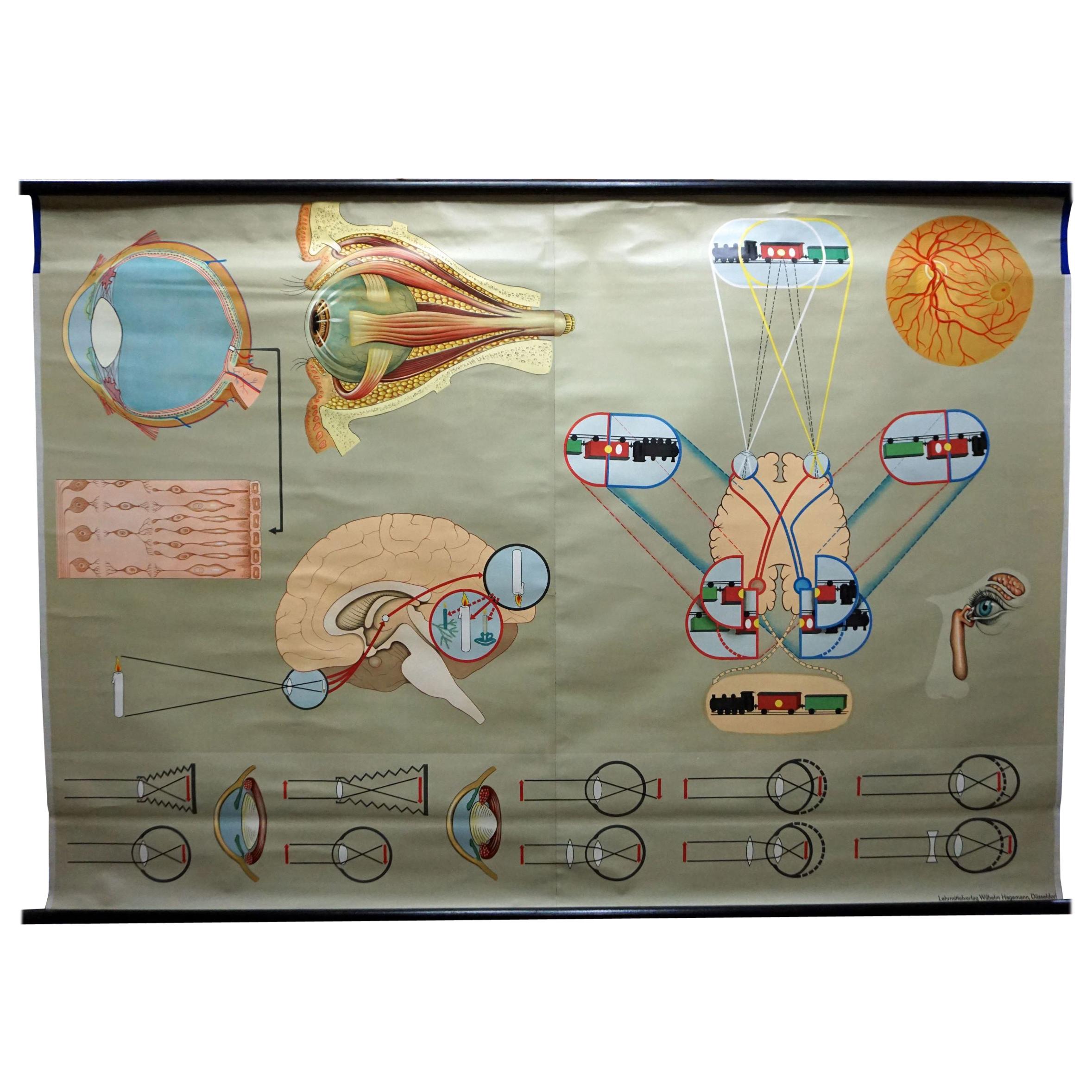 Medical Poster Vintage Rollable Wall Chart Eye Function Vision Sight For Sale