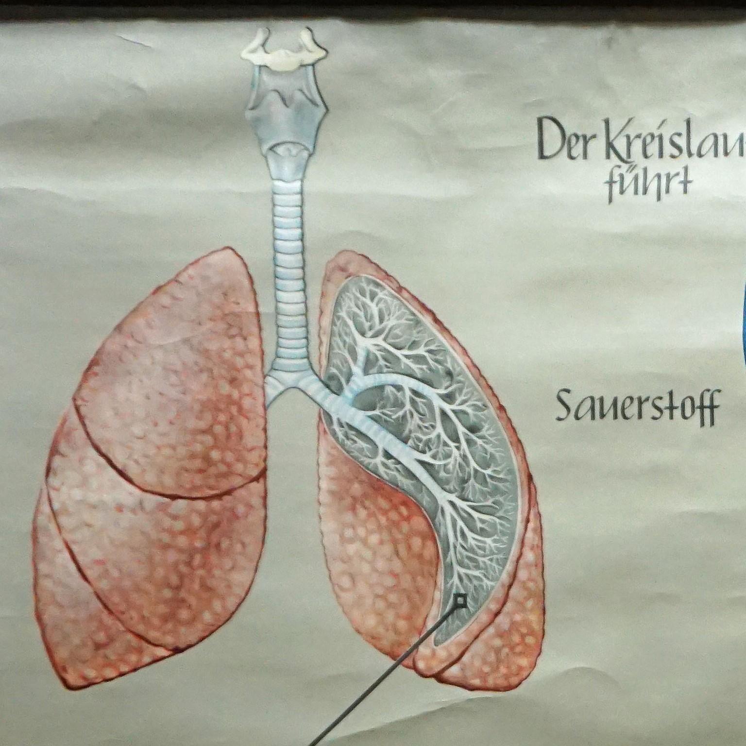 Eine alte medizinische Wandtafel, die die menschliche Atmung und den Blutkreislauf illustriert, herausgegeben von Hagemann, Düsseldorf. Farbenfroher Druck auf mit Leinwand verstärktem Papier.
Abmessungen:
Breite 168,50 cm (66,34 Zoll)
Höhe 114,50 cm