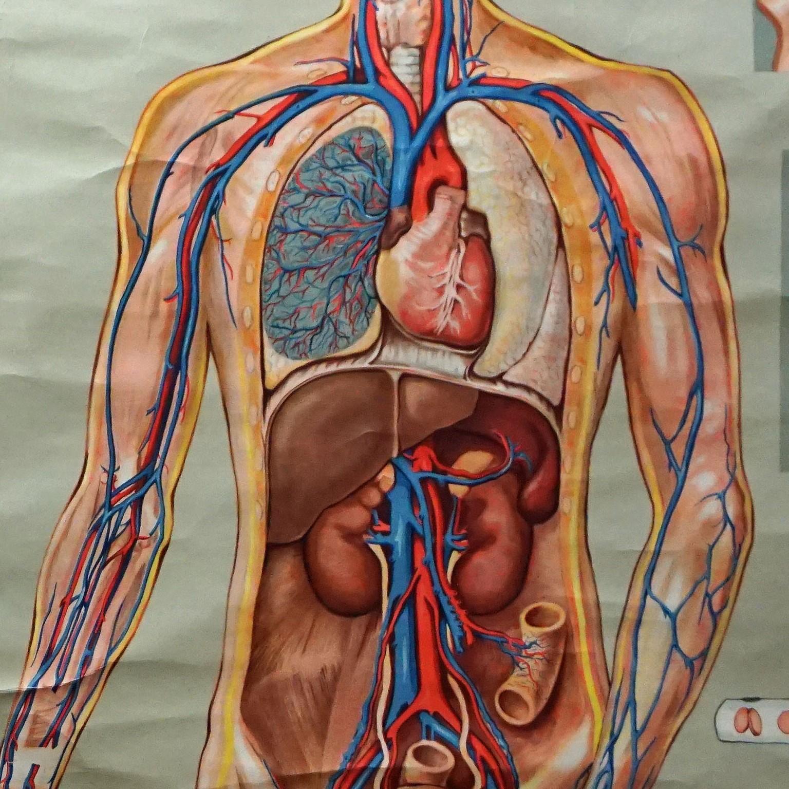 exercise 36 anatomy of the respiratory system review sheet