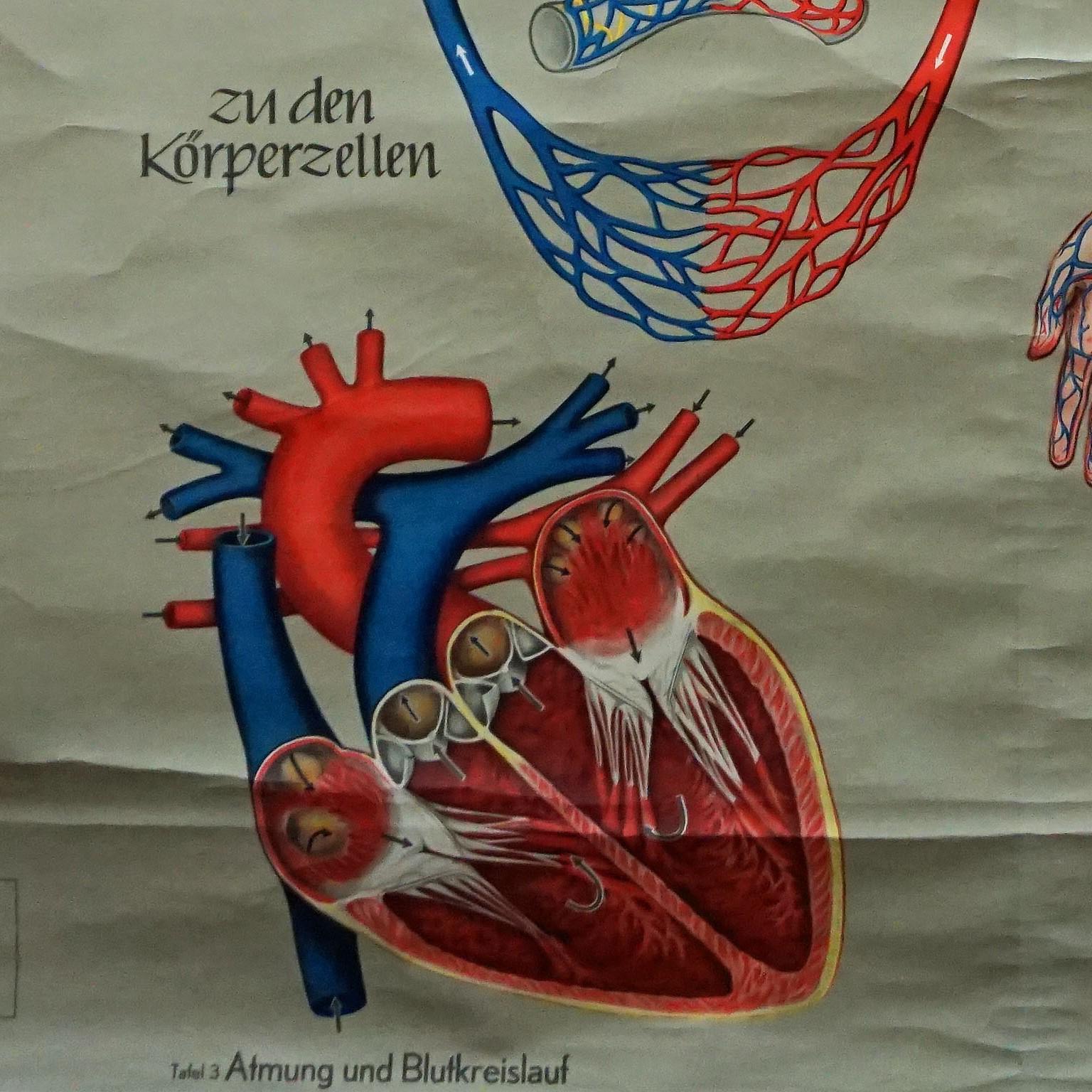 Medizinisches Rollbare Wandtafel „Respiration Blood Circulation“ (20. Jahrhundert) im Angebot