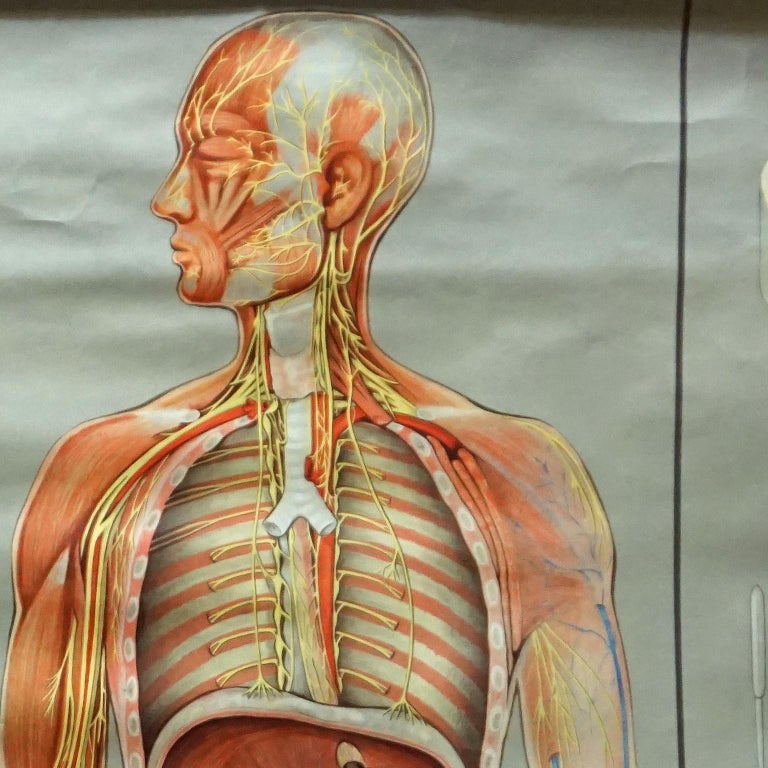 Medical Rollable Poster Vintage Print Wall Chart Human Nervous System ...