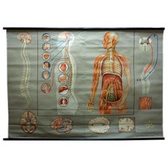 Medical Rollable Poster Vintage Print Wall Chart Human Nervous System