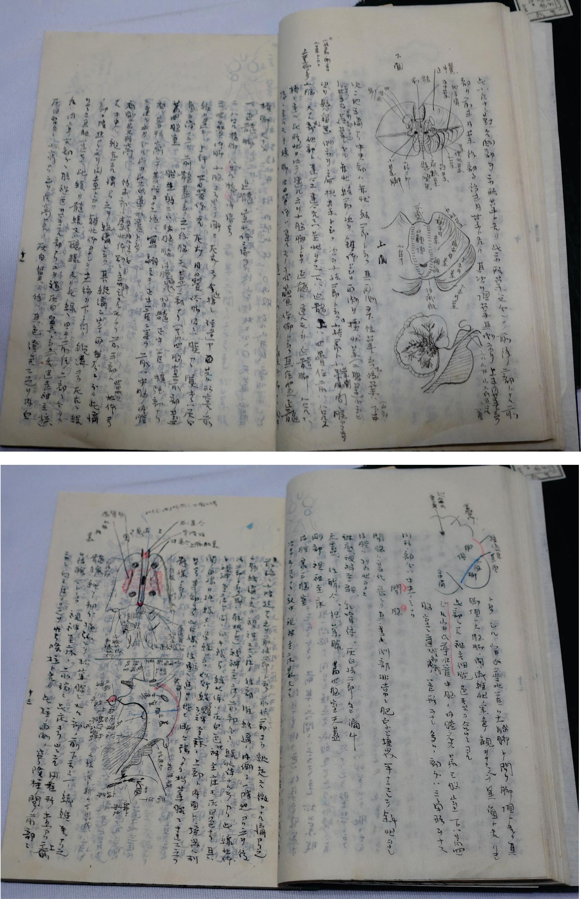 Medicine Manuscript Koyto Imperial University-Collection Lecture Notebook 1900 For Sale 7