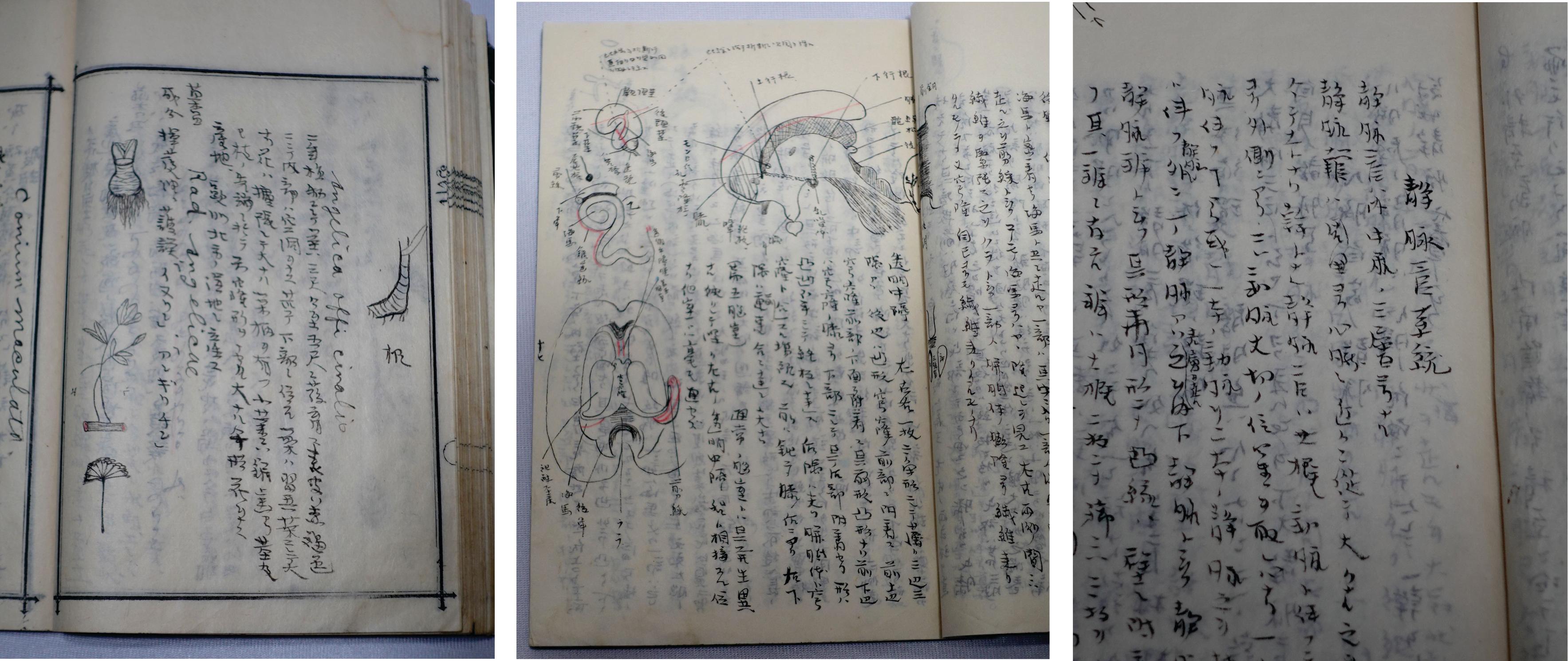 Medicine Manuscript Koyto Imperial University-Collection Lecture Notebook 1900 For Sale 8