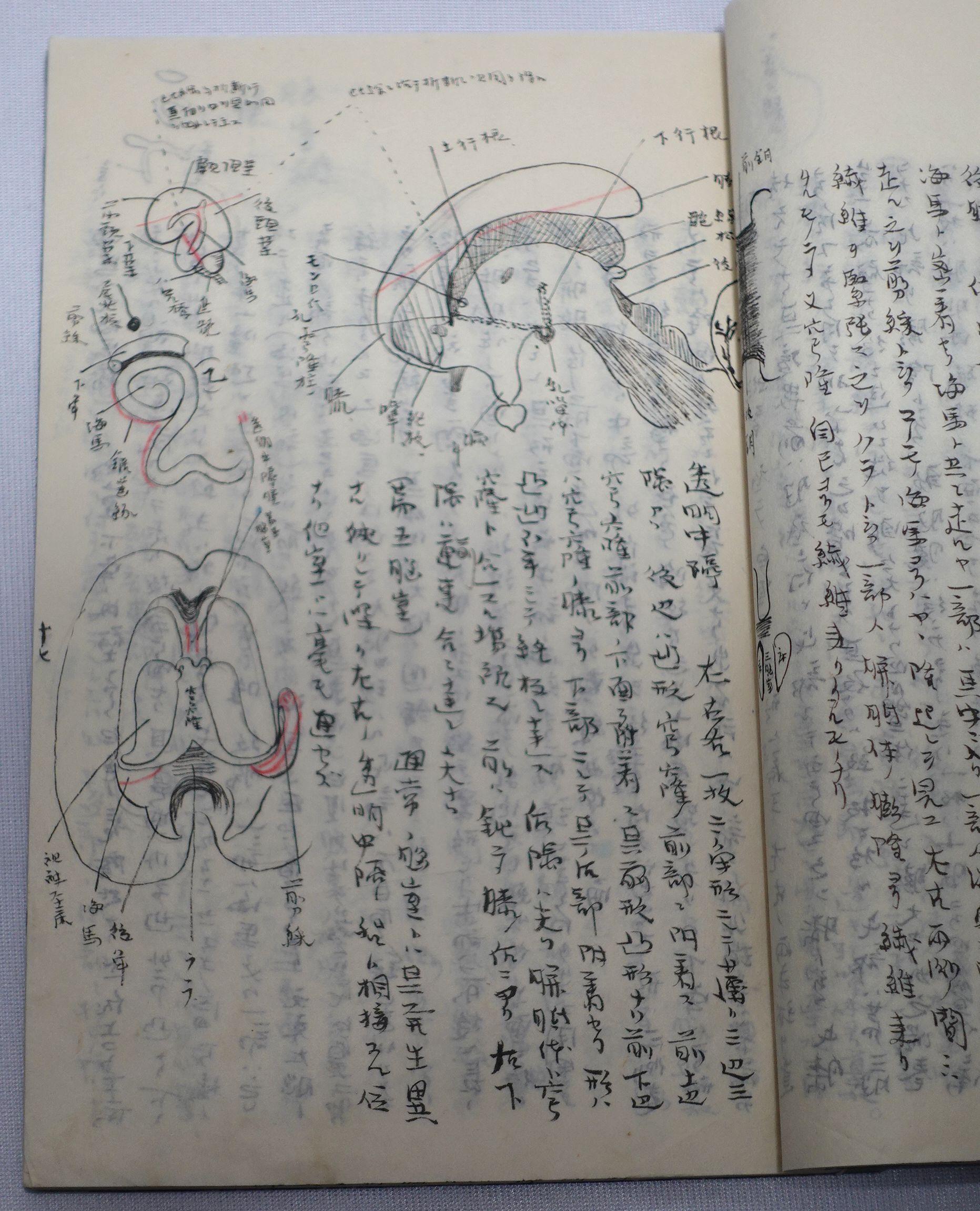 Medicine Manuscript Koyto Imperial University-Collection Lecture Notebook 1900 For Sale 11