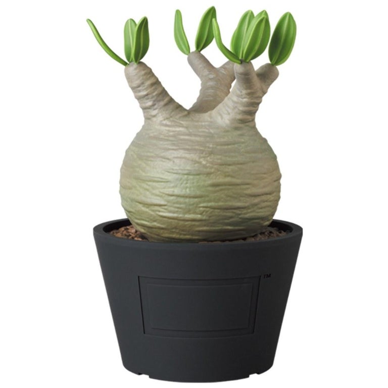 VCD Pachypodium Gracilius Var.BEAMS | angeloawards.com