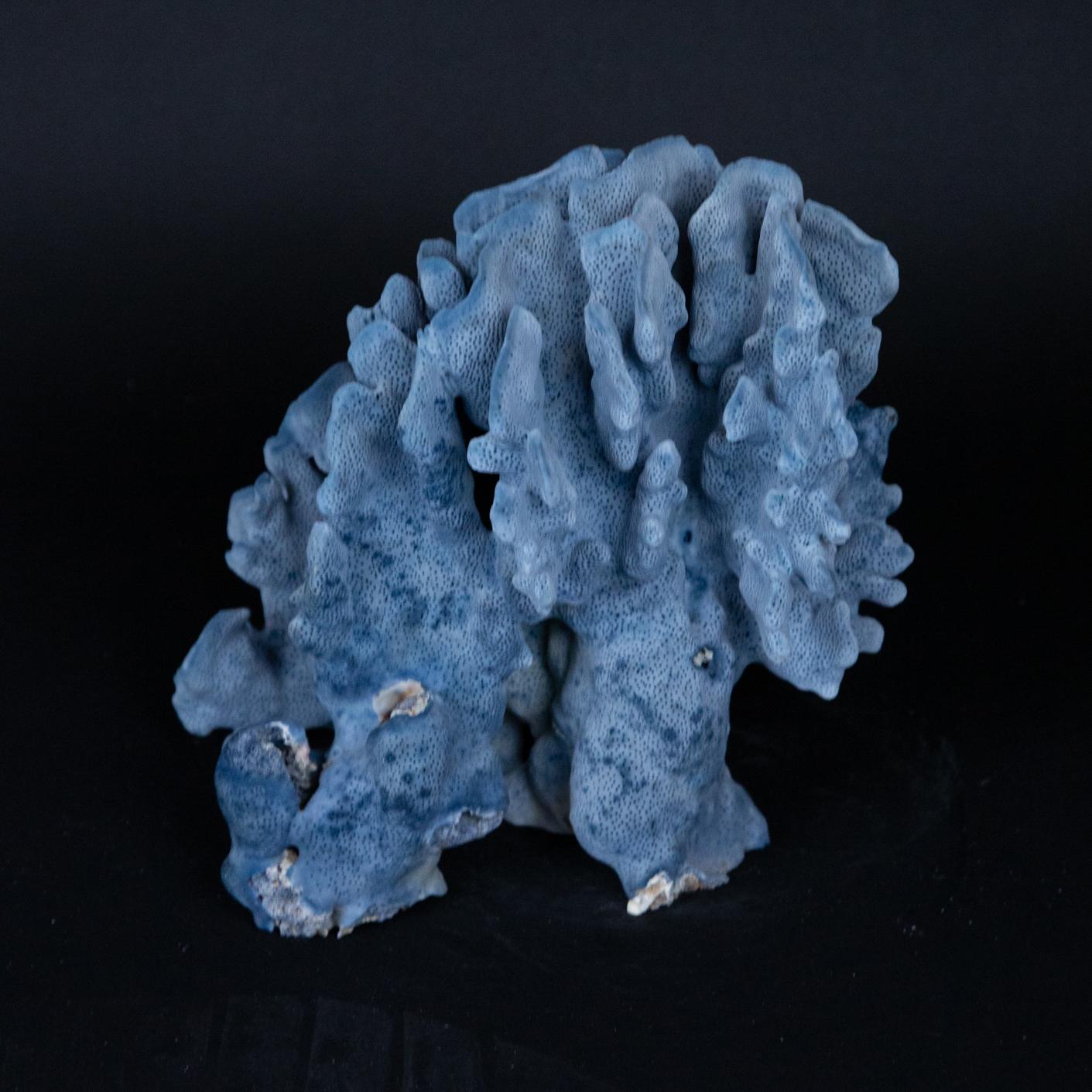 Organic Modern Medium Blue Coral