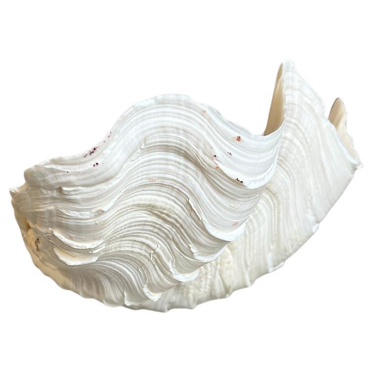 A medium-sized clam shell in white. This piece will be great on a coffee table, nightstand or hung on a wall with a large collection. 

Dimensions:
9