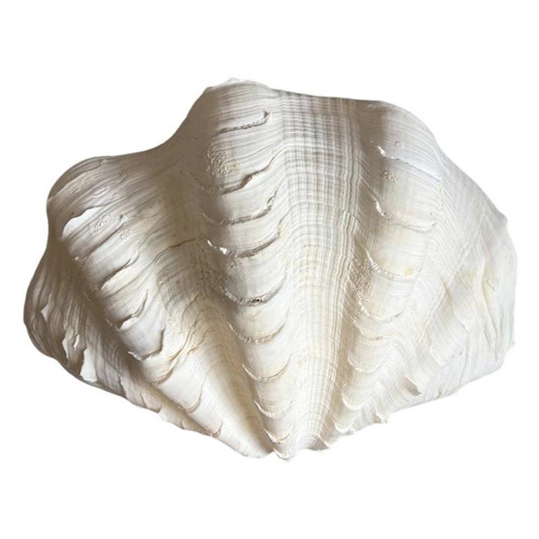 International Style Medium Natural White Clam Shell Specimin For Sale