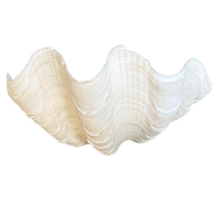 American Medium Natural White Clam Shell Specimin For Sale