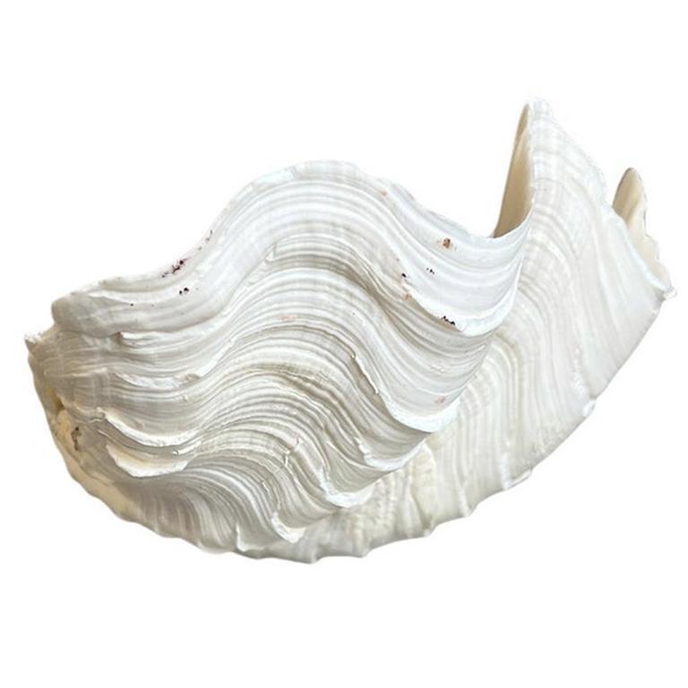 American Medium Natural White Clam Shell Specimin
