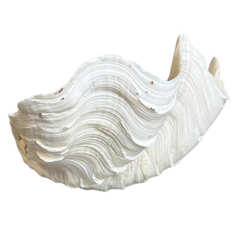 Medium Natural White Clam Shell Specimin In Good Condition For Sale In Oklahoma City, OK