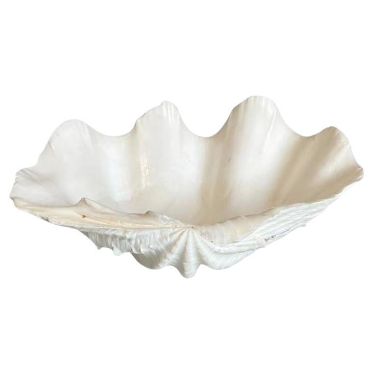 Medium Natural White Clam Shell Specimin For Sale